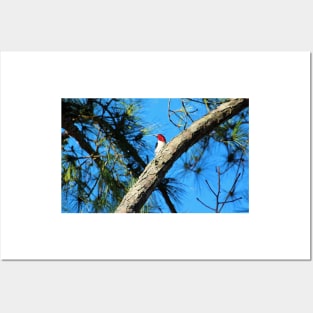 Red Headed Woodpecker Posters and Art